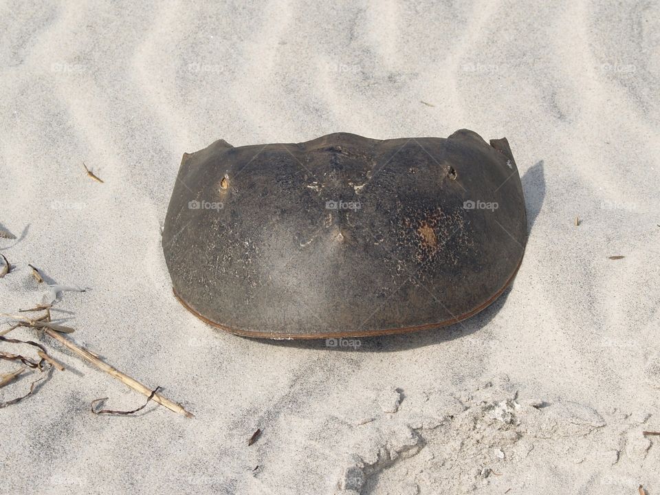 Horseshoe crab