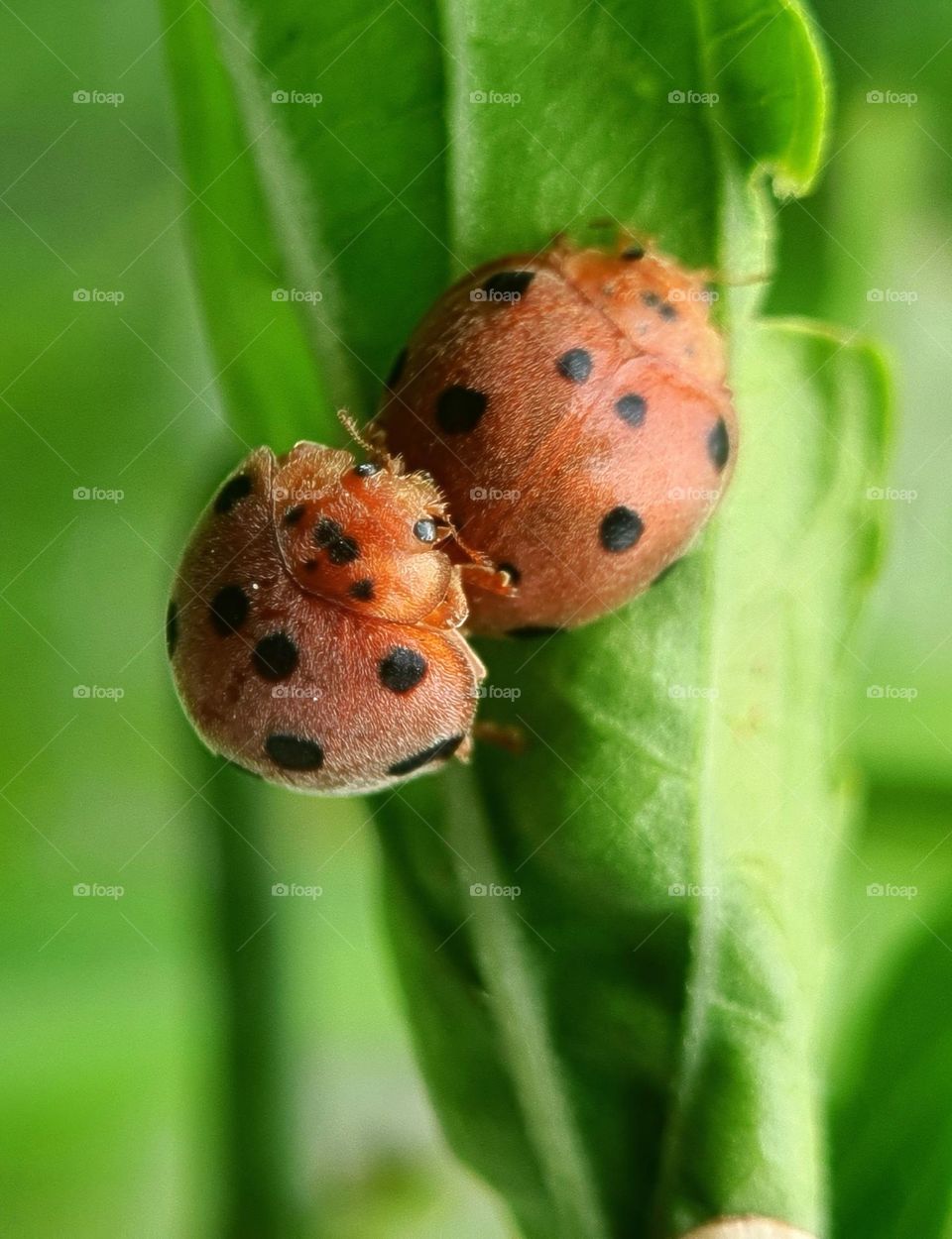 Mexican Bean Beetle (Giant Turtle/Tortoise Ladybird