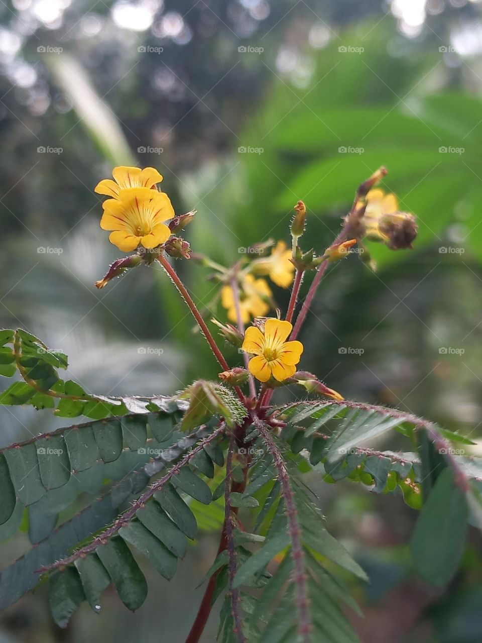 Biophytum sensitivum, also known as little tree plant, or Mukkootti (in Malayalam) is a species of plant in the genus Biophytum of the family Oxalidaceae