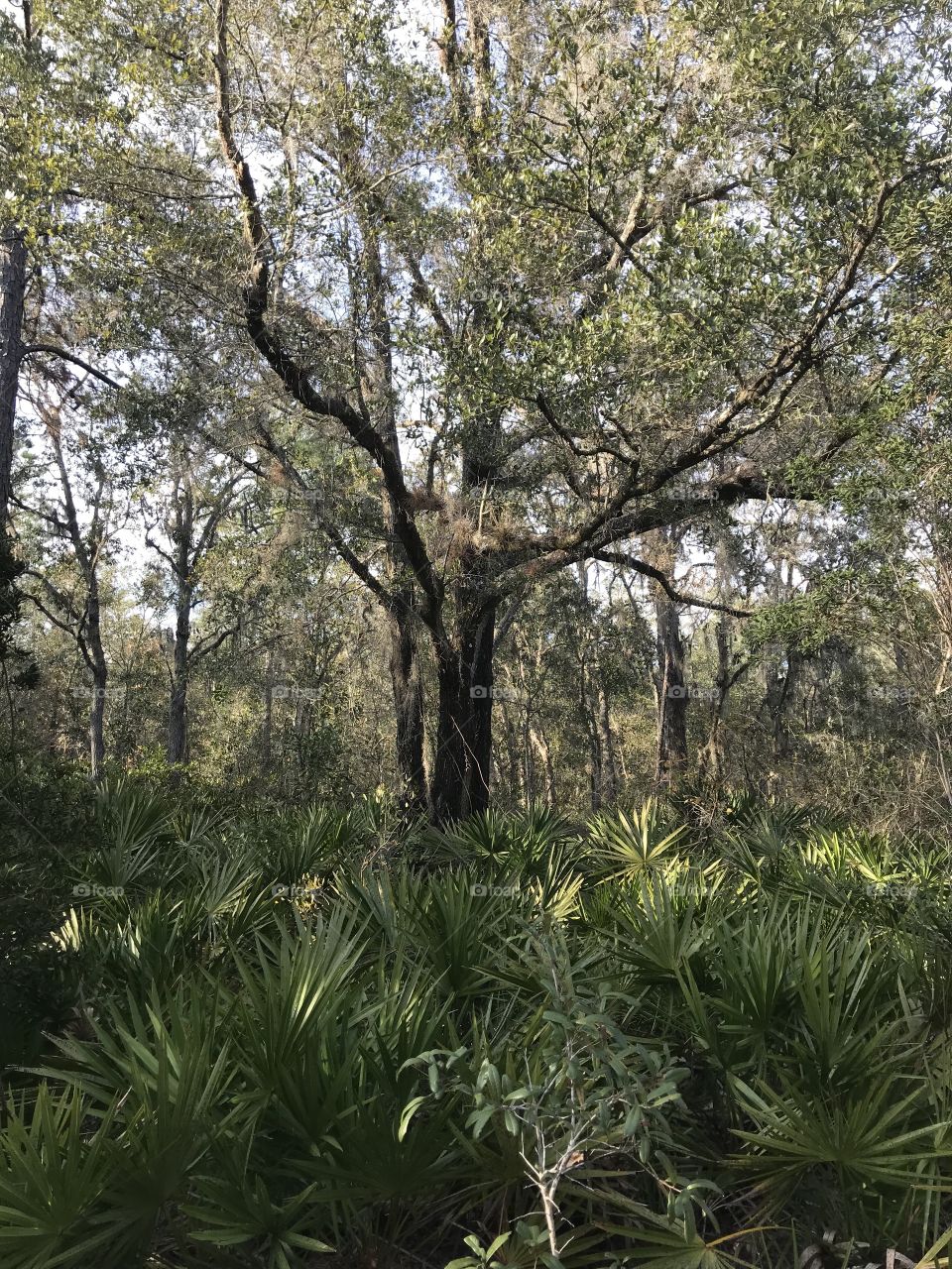 Large mossy oak tree in Ocala National Forest. 