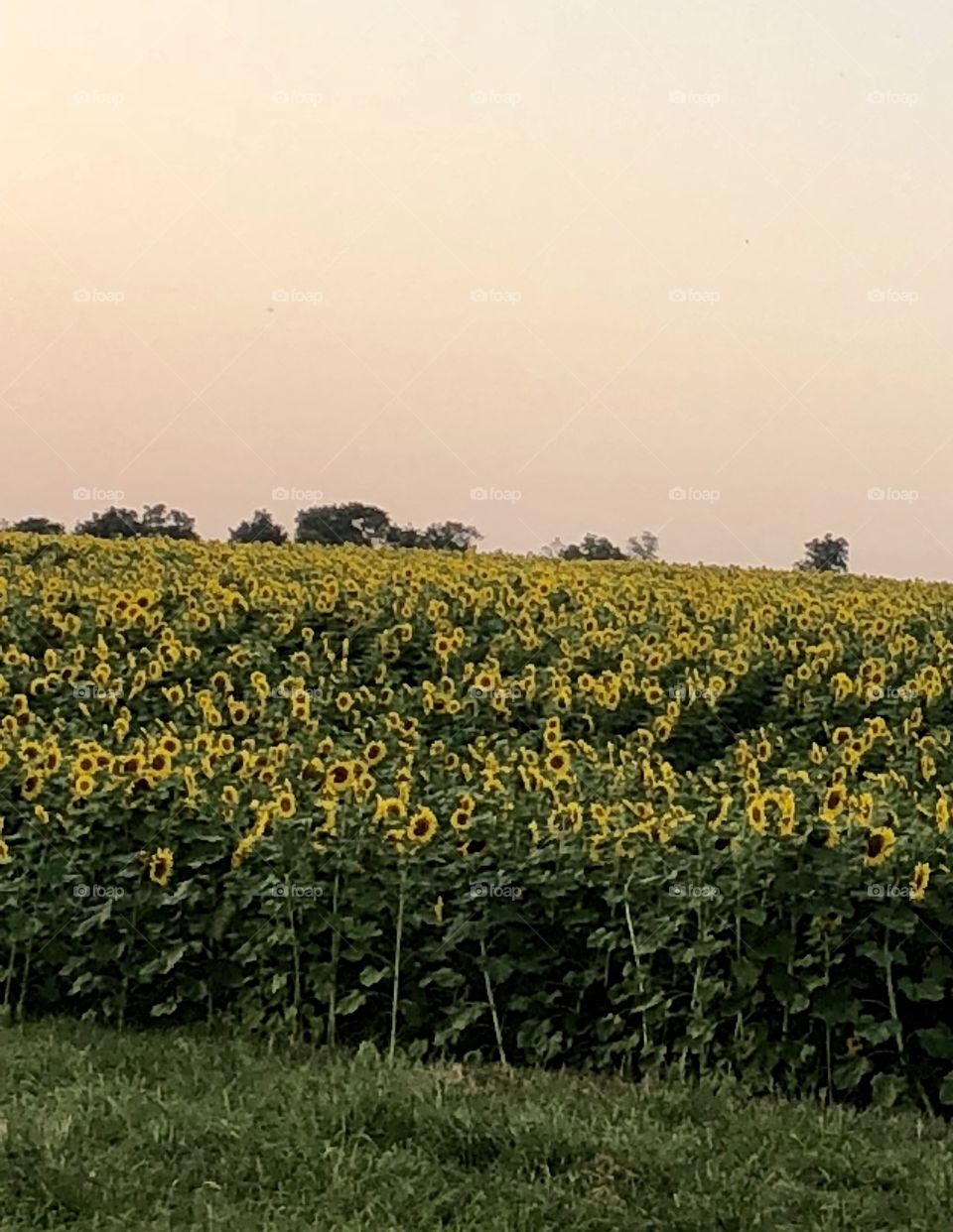 Sunflower field 