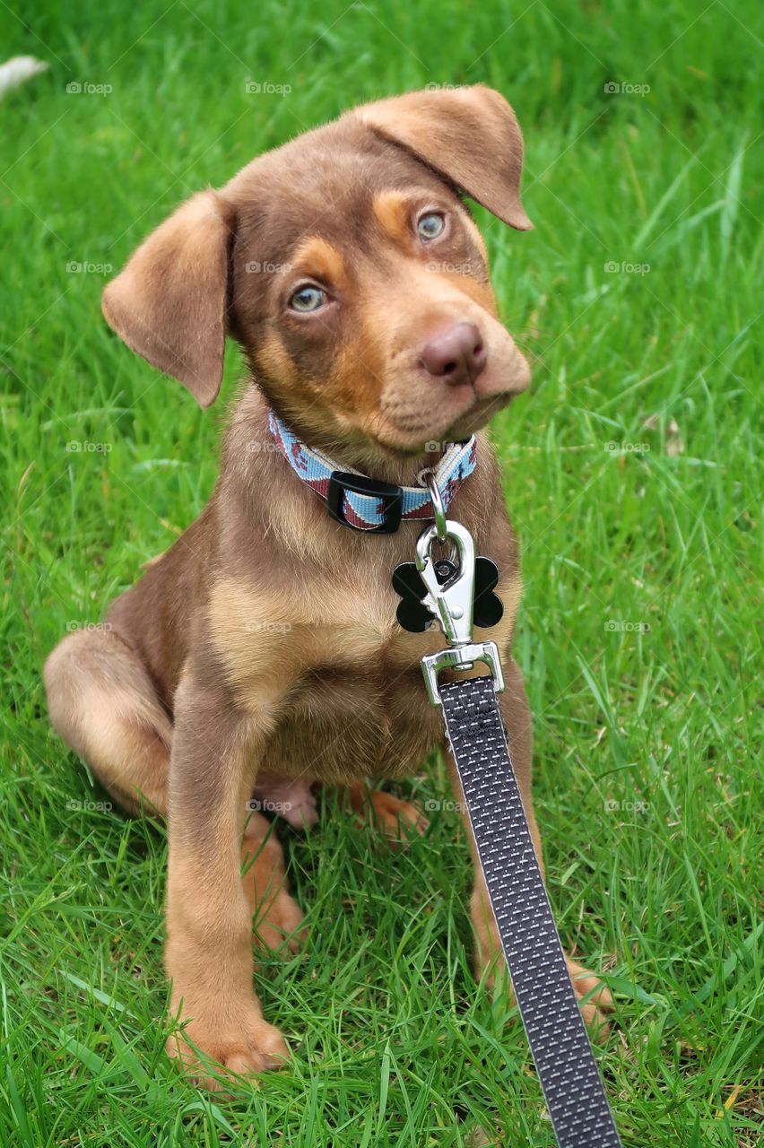 Portrait of a Young Brown Lab Mix Puppy Seated in the Grass