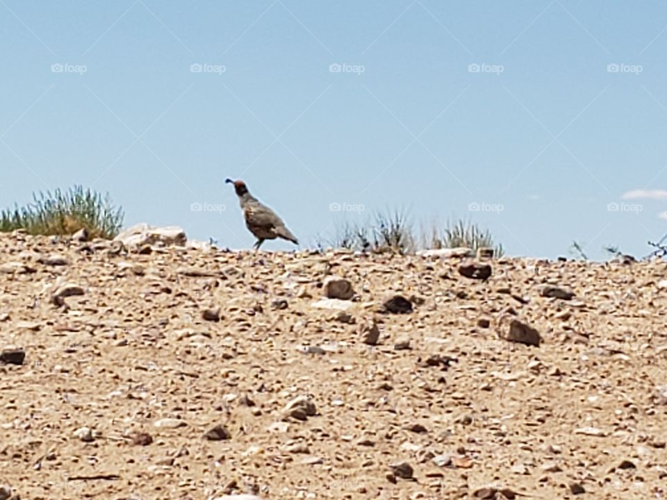 lone quail