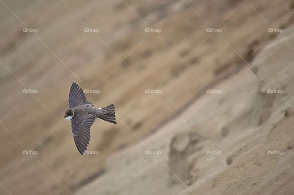 Bird, flight, nature, photo, summer