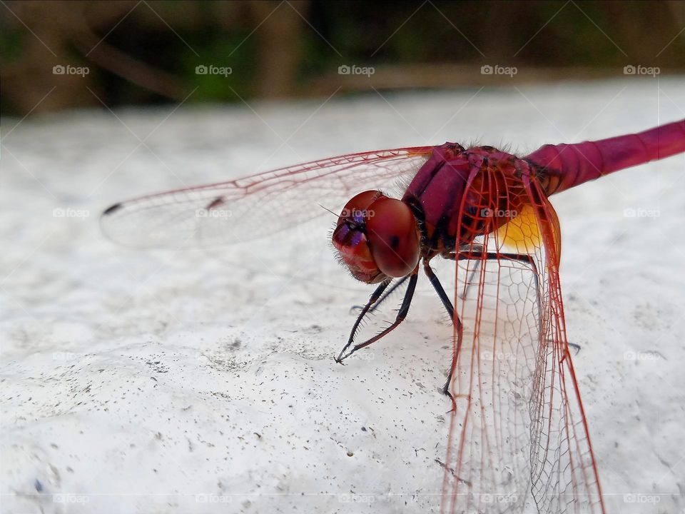 Red dragonfly.