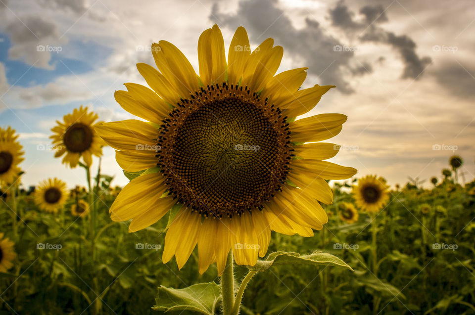 Texas sunflower