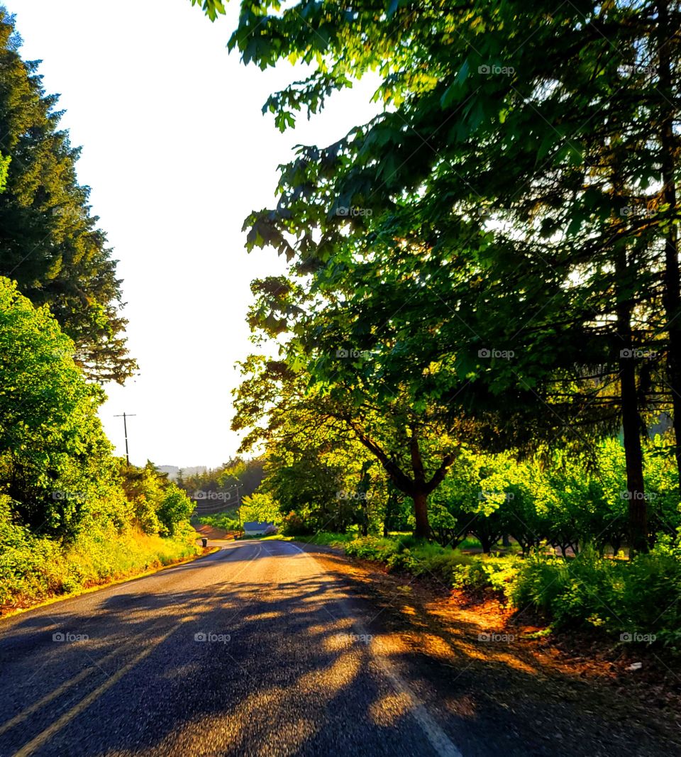 shaded country roads