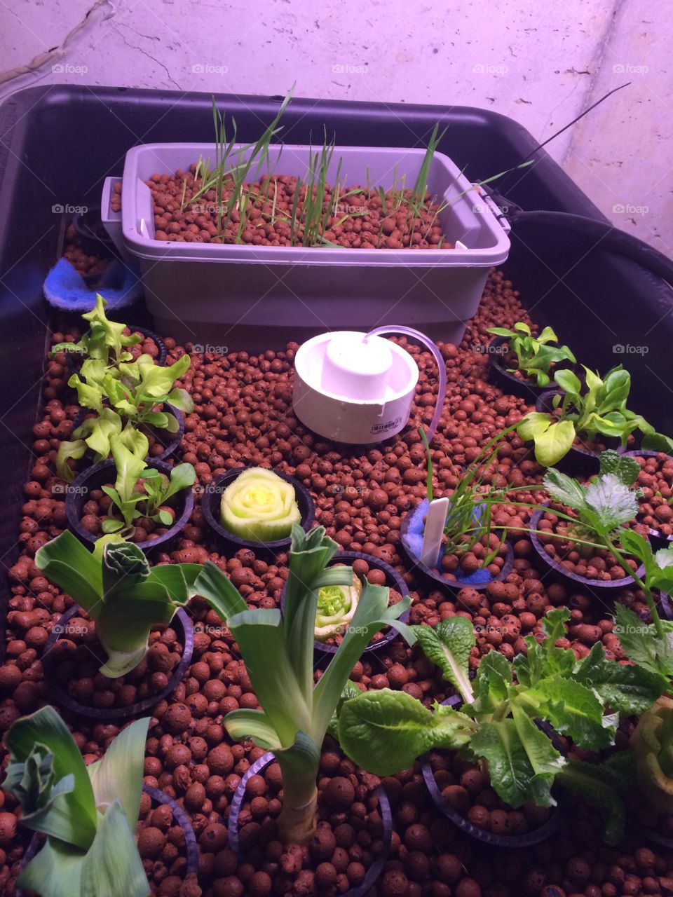 Grow bed with bell siphon and hydroton expanded clay