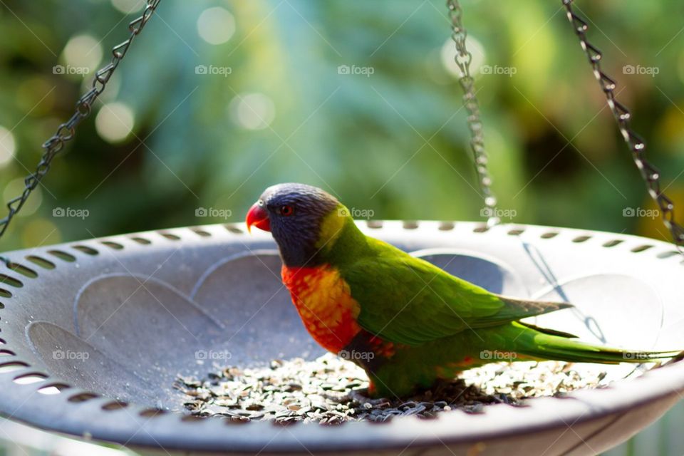 Lorakeet in bird feeder