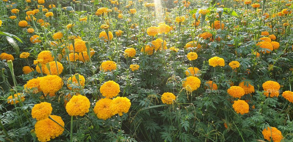 Marigold flower