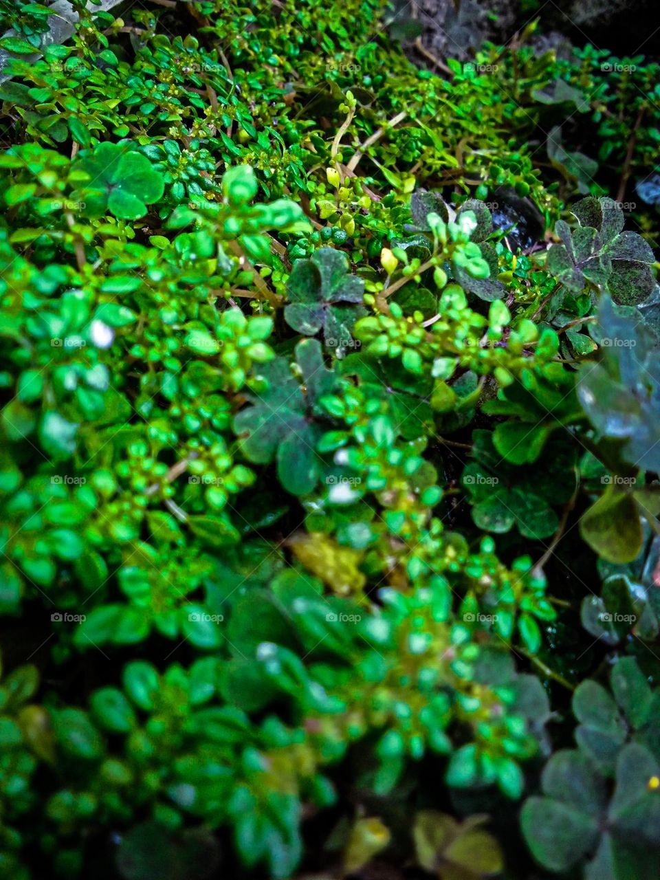 green leaves in flower garden