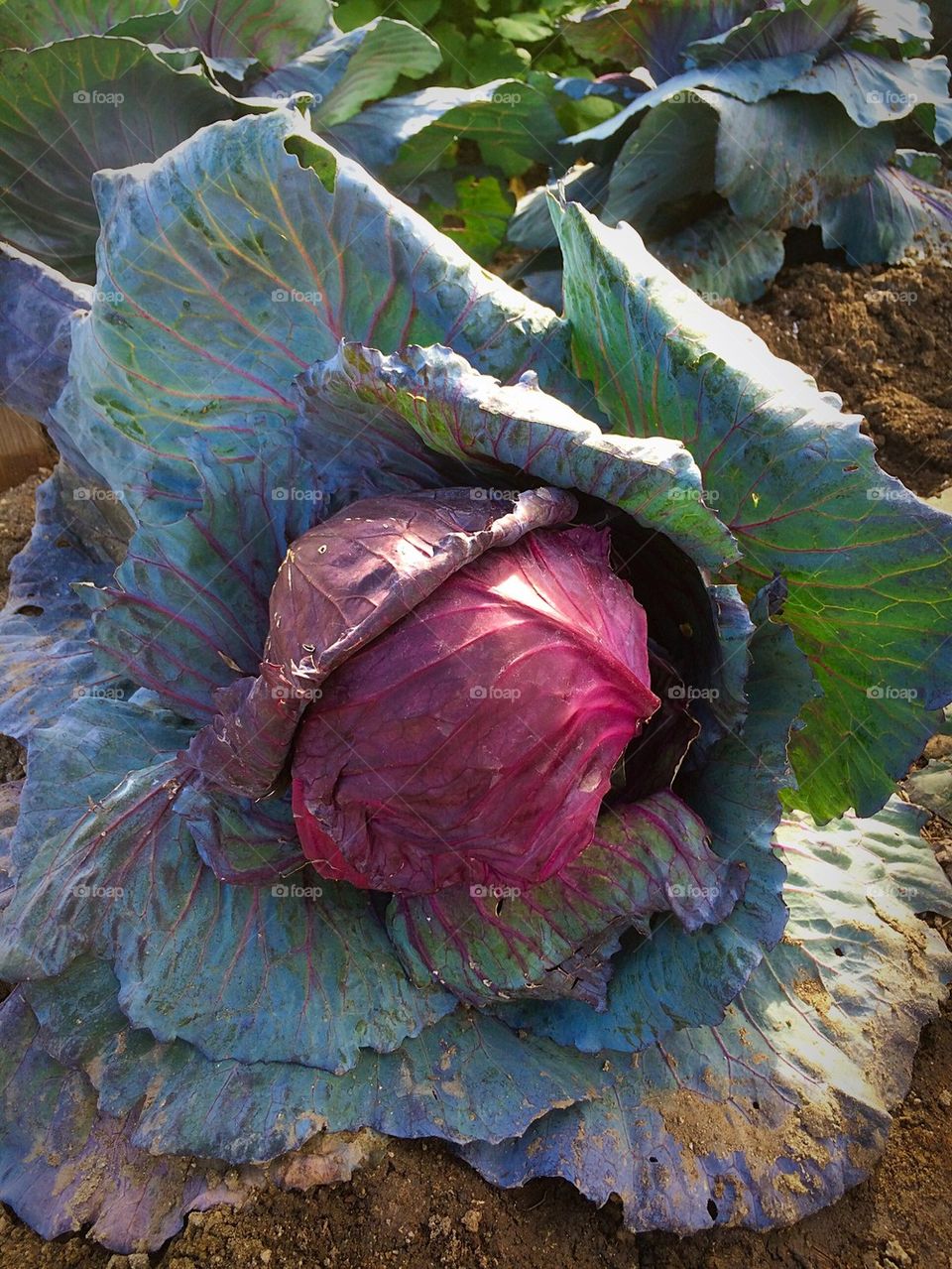 Cabbage 