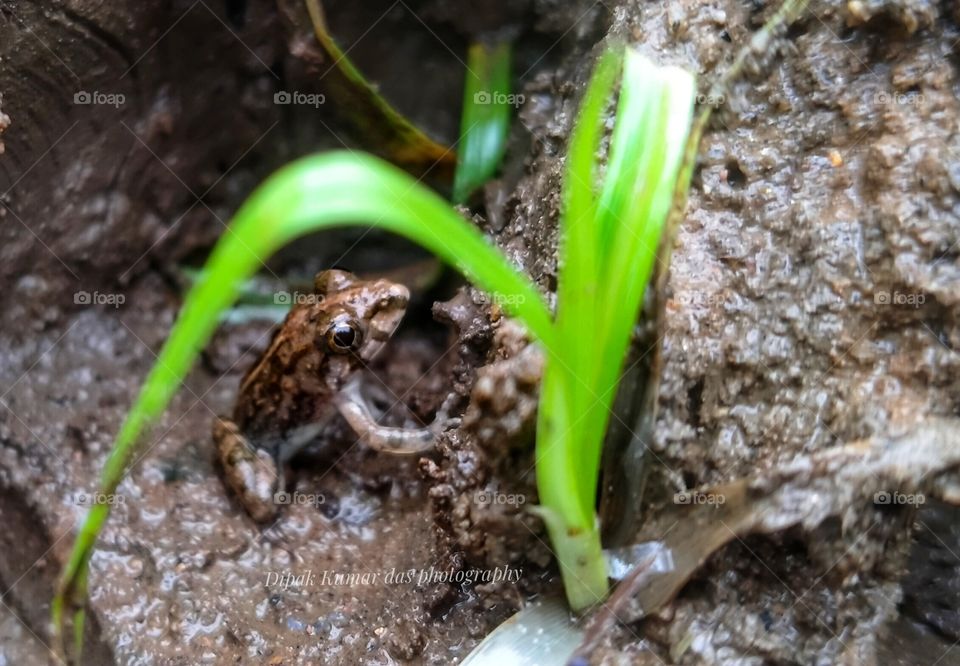 Wildlife photography