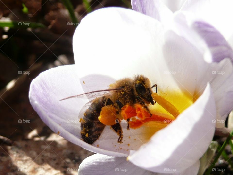 bee full of pollen in a crocus