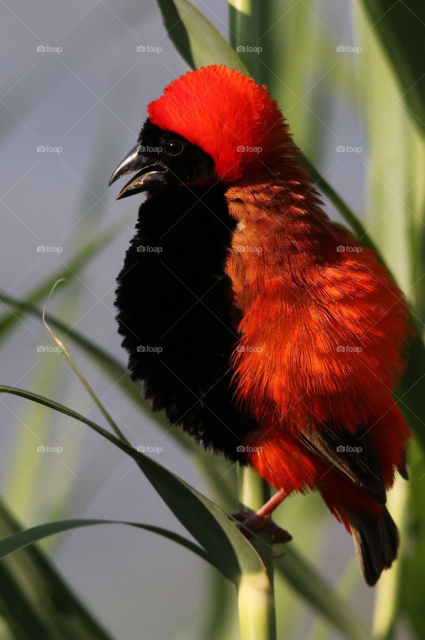 Red Bishop