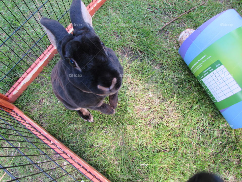 A loving bunny after more attention