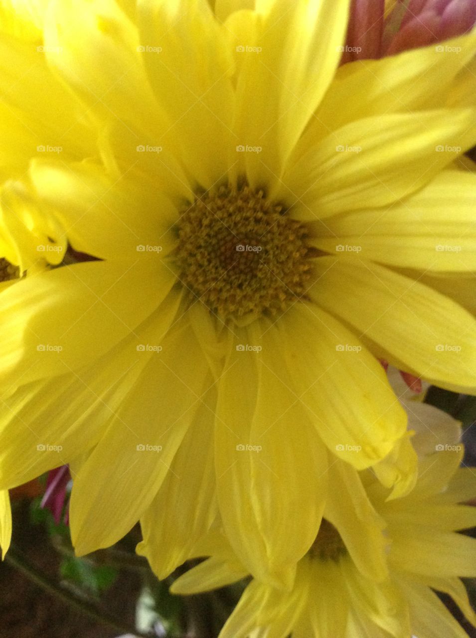 Beautiful yellow daisy.