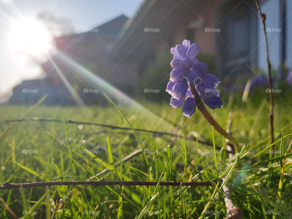 a portrait of a blue grape hyacinth standing in a grass lawn on a sunny day.