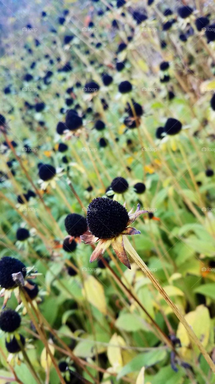 dried daisy buds