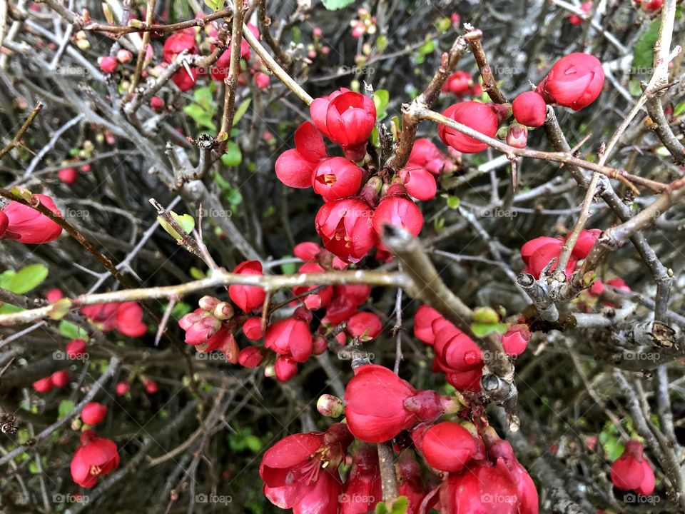 Photograph of some rich and poignant red berries, growing on a Cornish, UK, country estate.