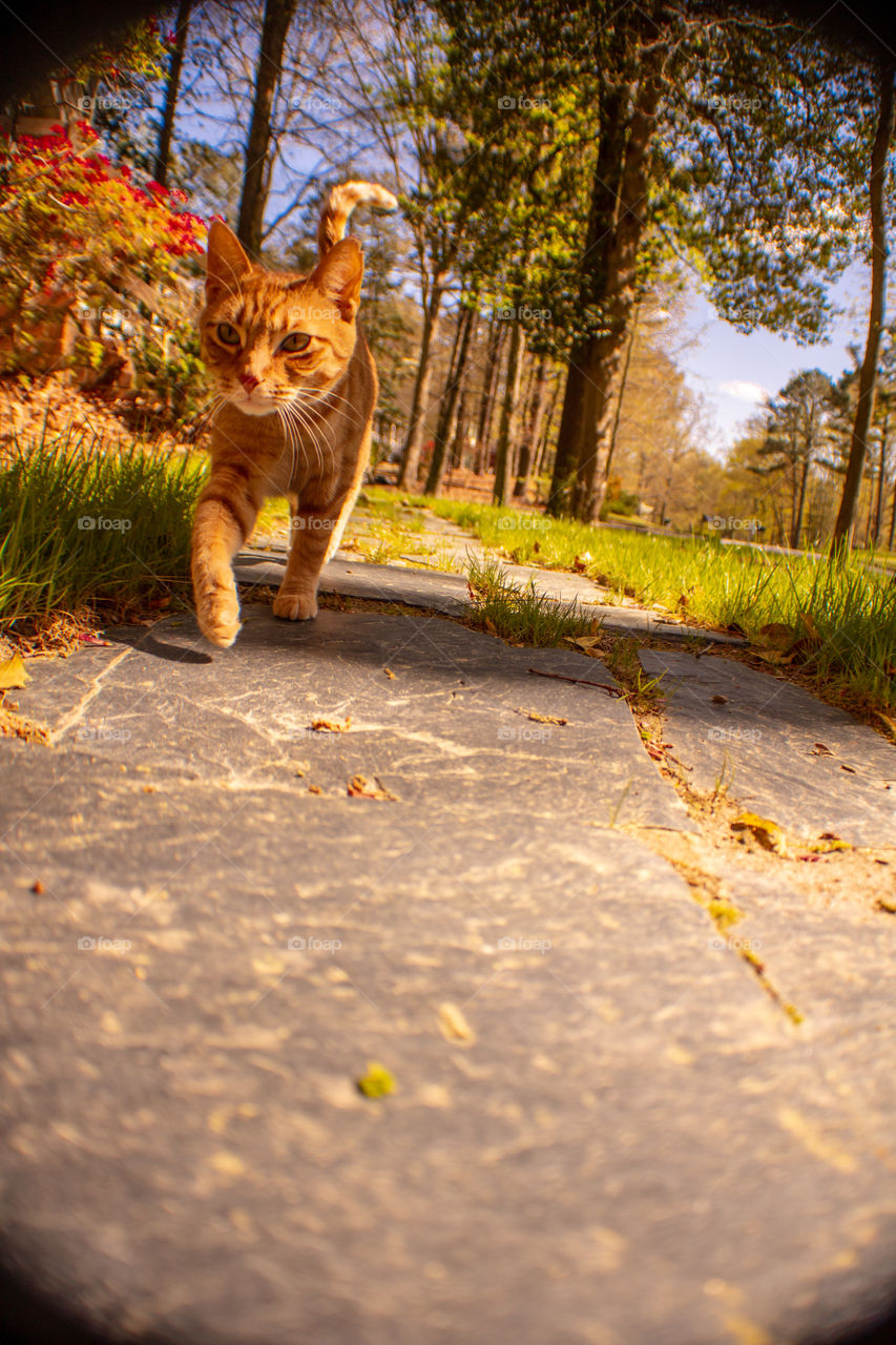 Ginger Cat Going For A Stroll