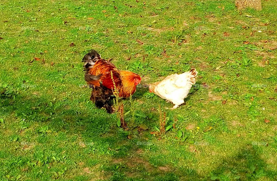 Cock and its hen