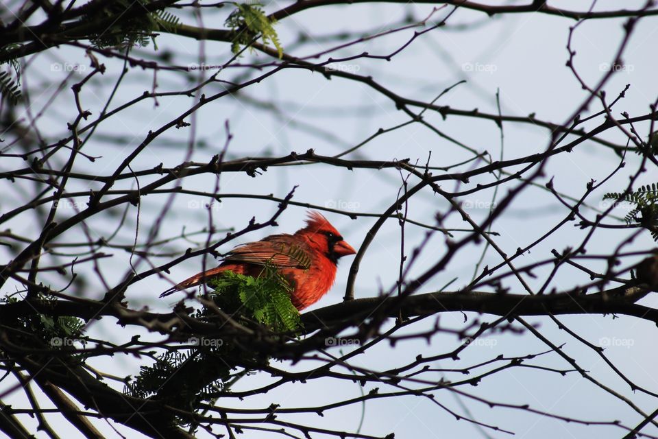 No Person, Bird, Tree, Nature, Outdoors