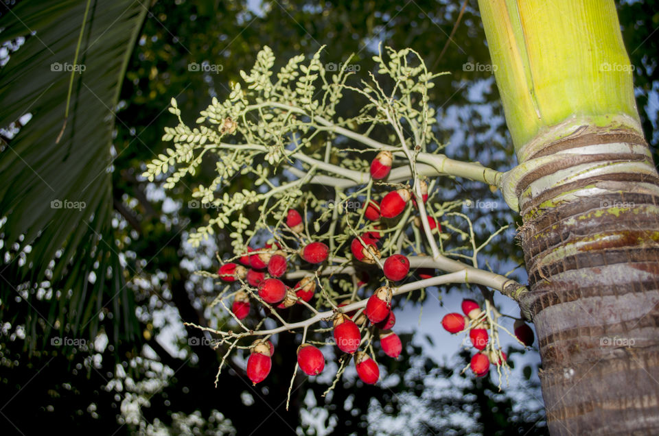 Manila palm. A perennial species of palm canopy.