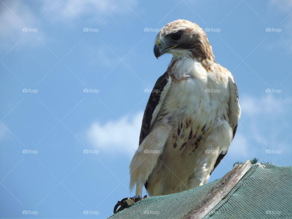 Large Bird On A Roof