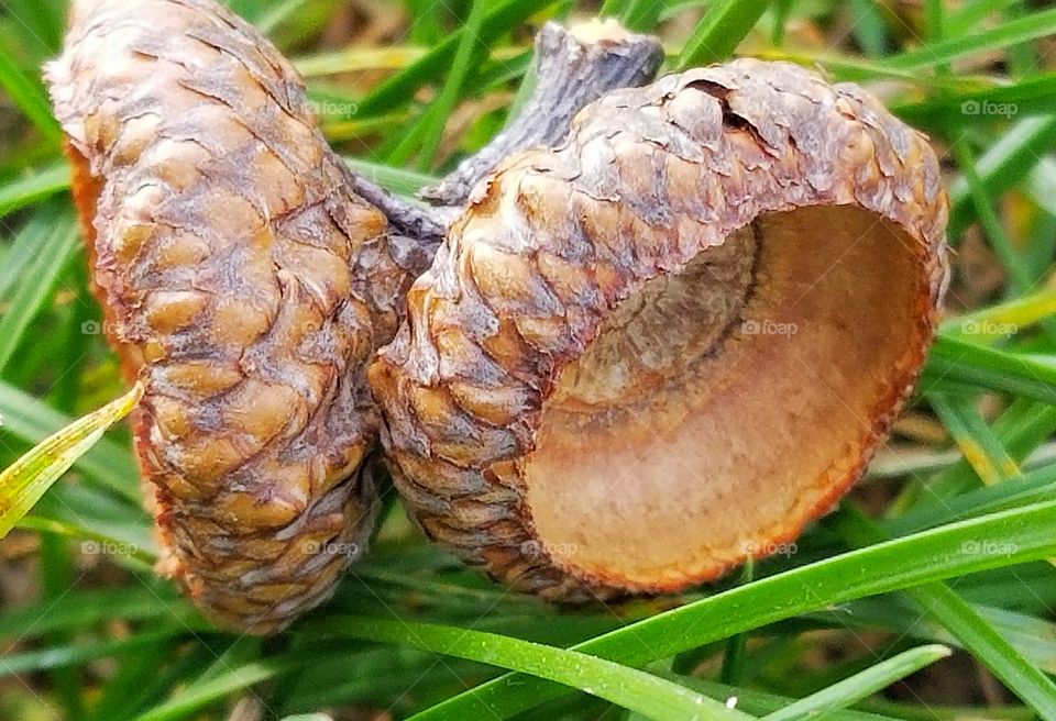 close up acorn