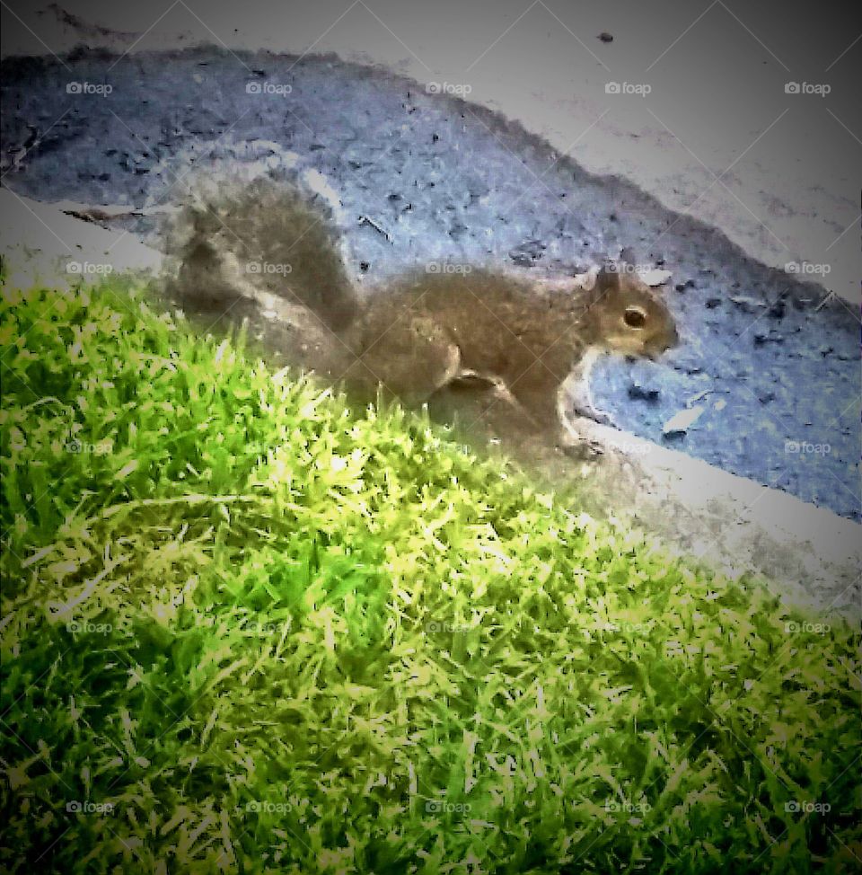 Squirrel Play curbside City Streets near Nottingham Park in Memorial District