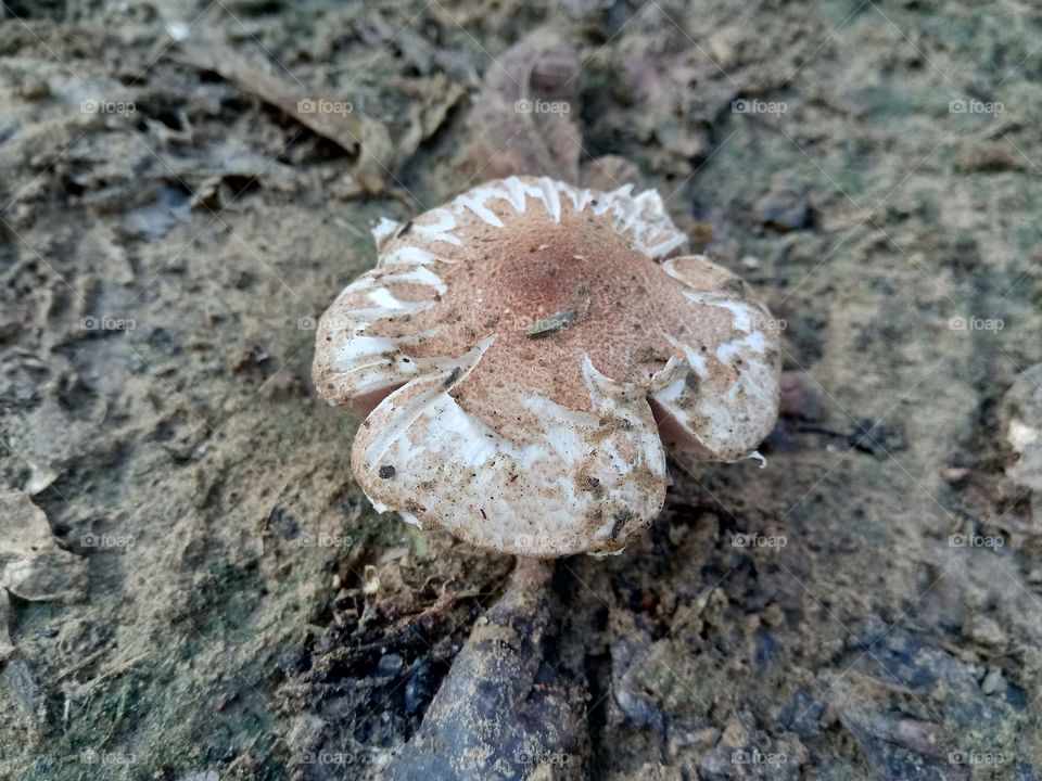 inedible fungus mushroom top view