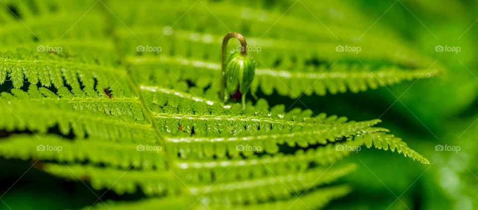 delicately green.. keep it that way