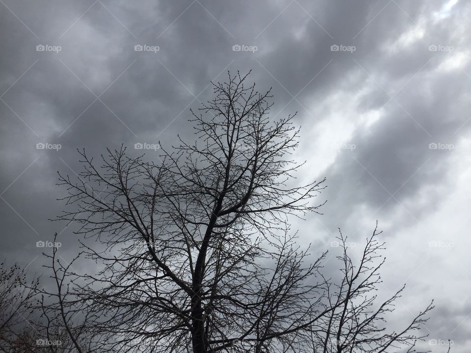 Tree, Branches, Nature, Stormy Weather, Sunshine in Rain.