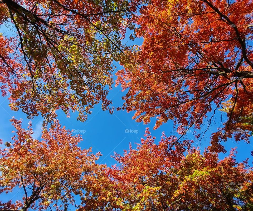 The trees shows their beautiful colors, like they're painting the leaves