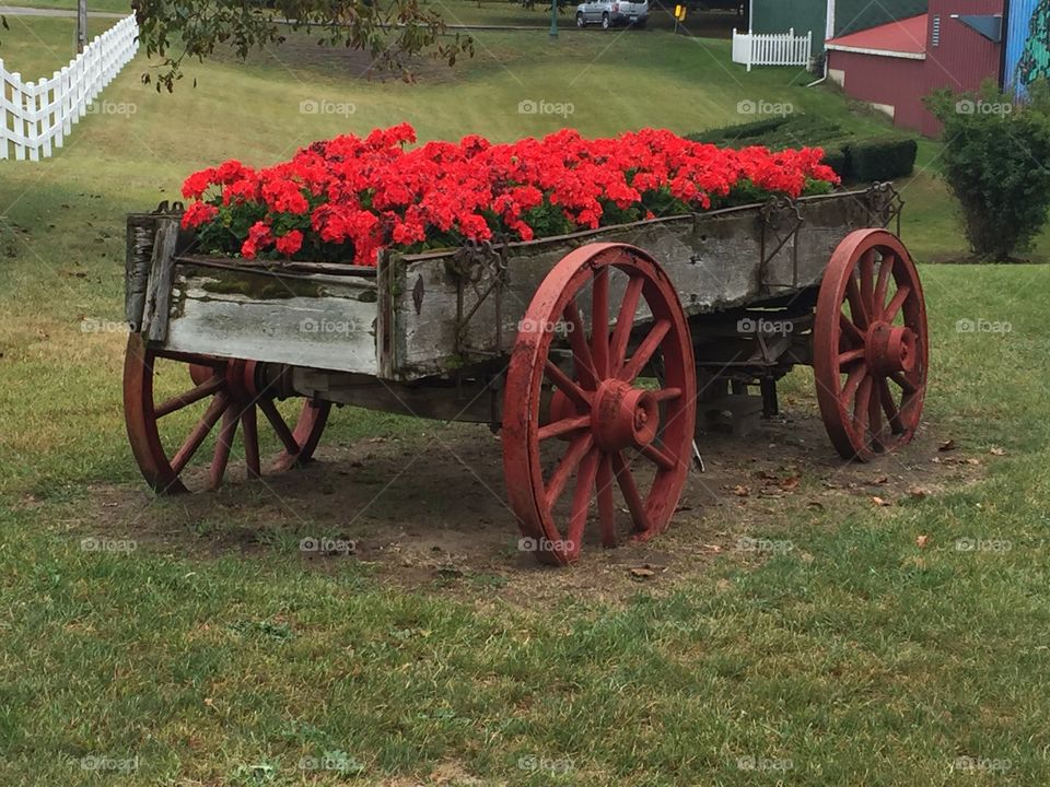 Wagon of flowers 