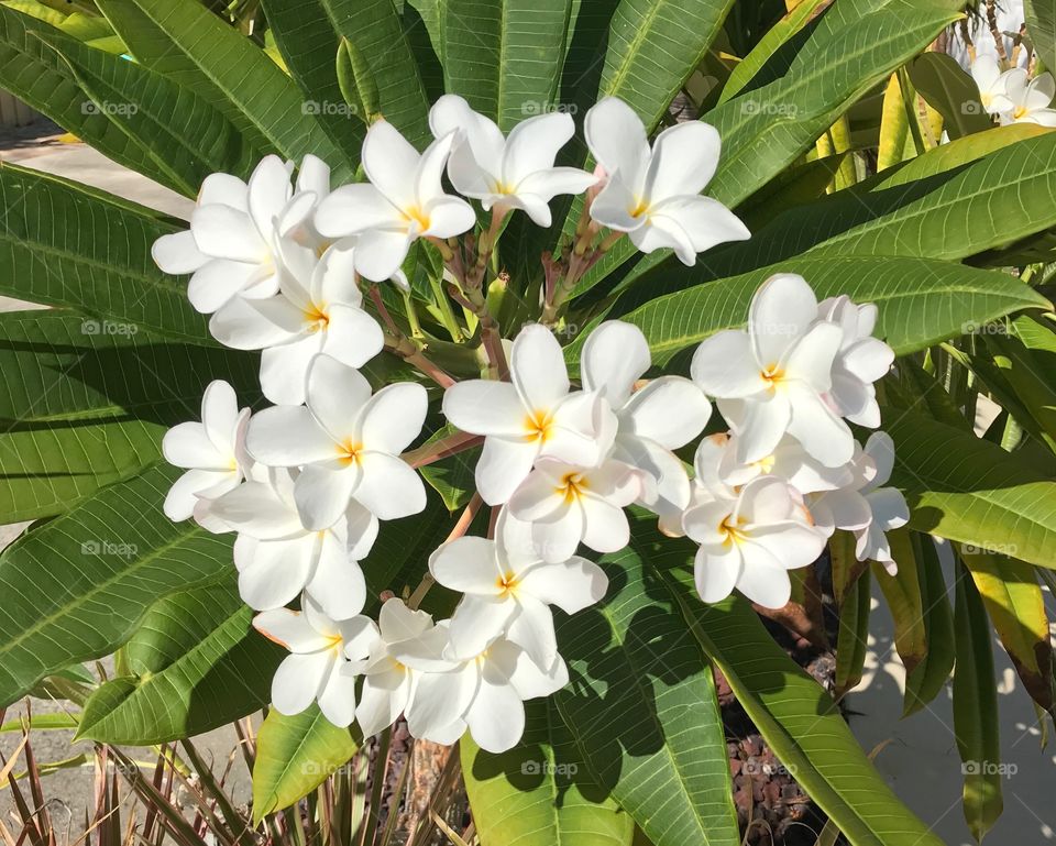 Beautiful flowers 