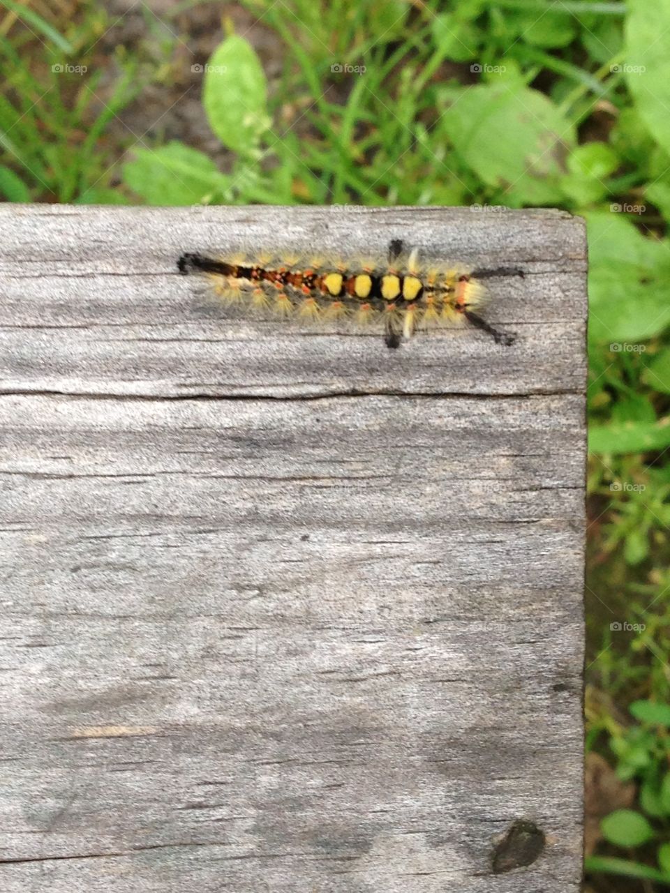 Catapillar . Sitting on picnic tables 