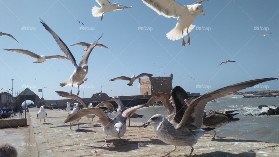 flock of seagulls in flight over the sea.