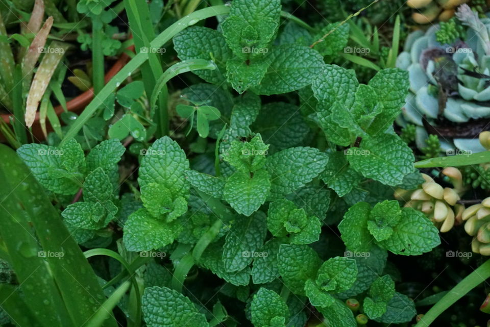 Herbal Mint