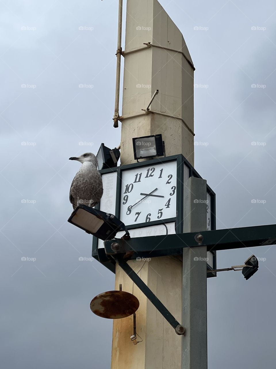 Clock and the seagull