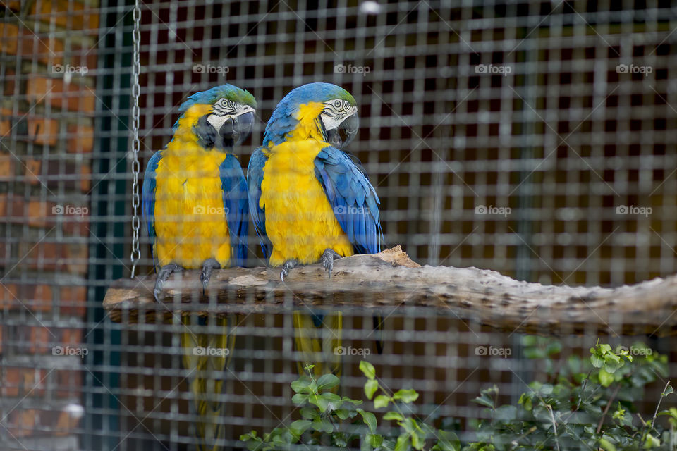 macaw
bird
wild 
zoo 
yellow macaw