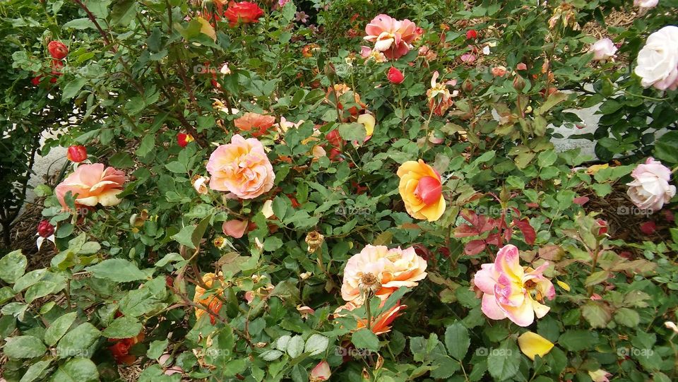 roses leaves garden plants nature botanical