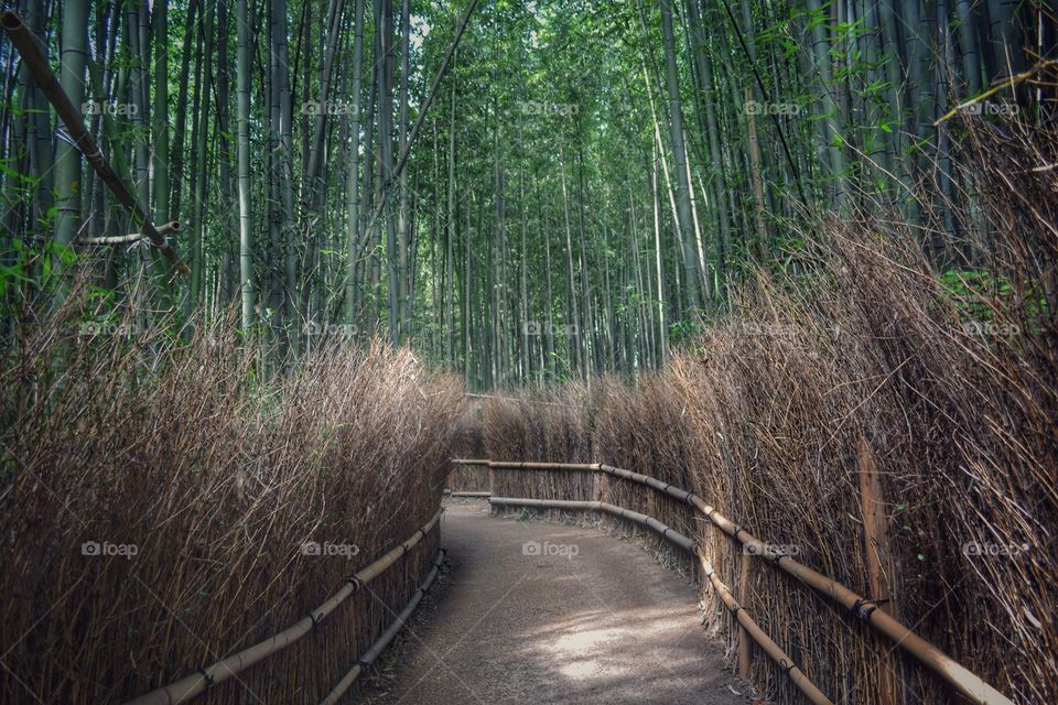 Kyoto bamboo forest