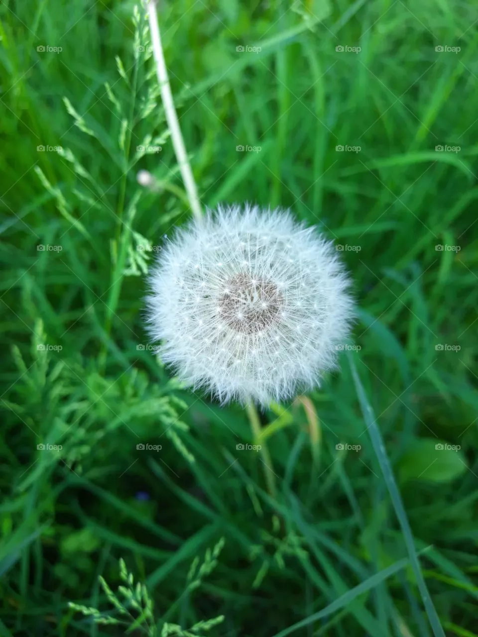 Glück Löwenzahn 