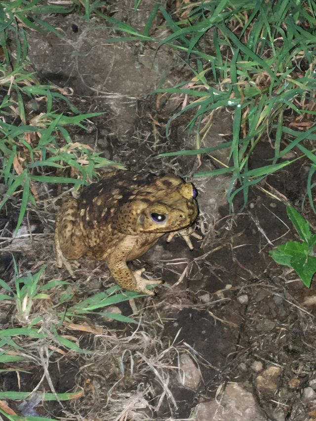 The frog that I found while walking outside in Nicaragua 🇳🇮 