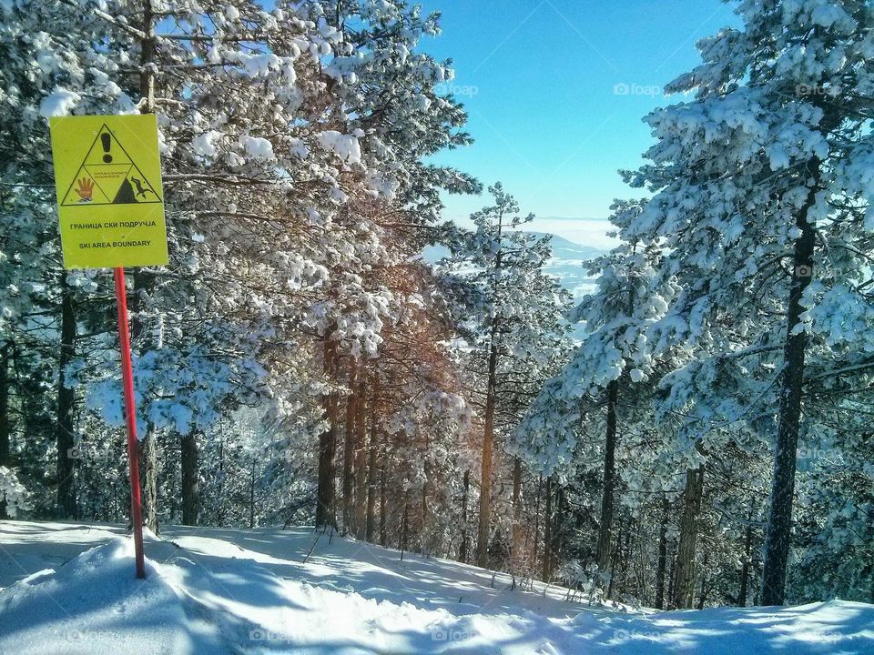 Winnter in the forest