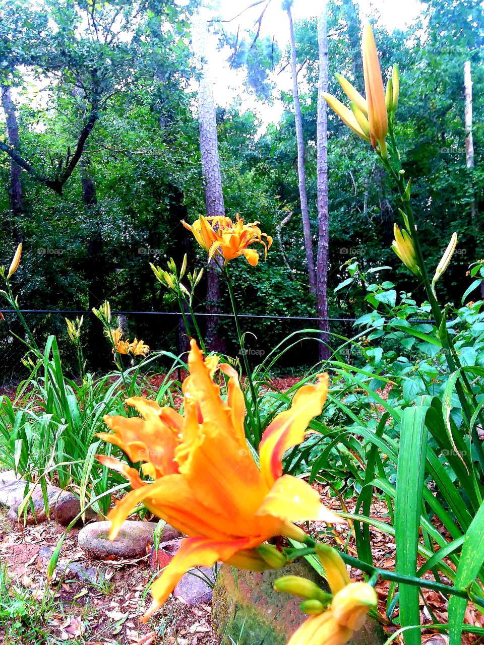 daylilies sure enjoyed the rainfall