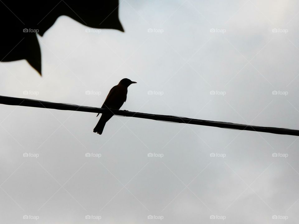 Bird on a wire 