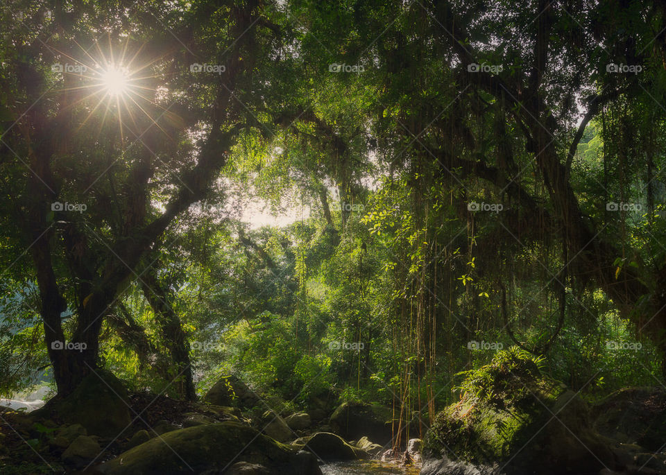 Tree, Wood, Landscape, Leaf, Nature